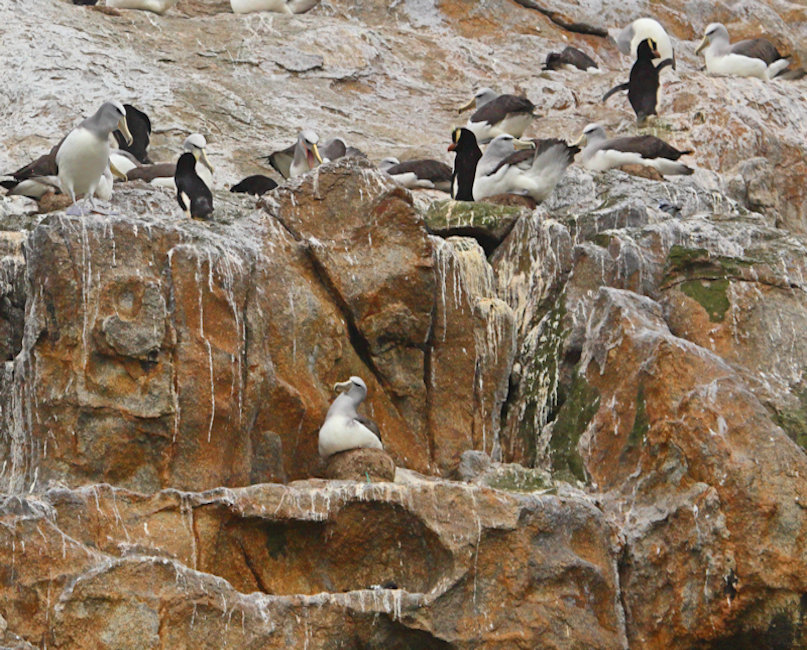 Bounty Islands, New Zealand - nesting Salvin's Albatross and Erect-crested Penguins