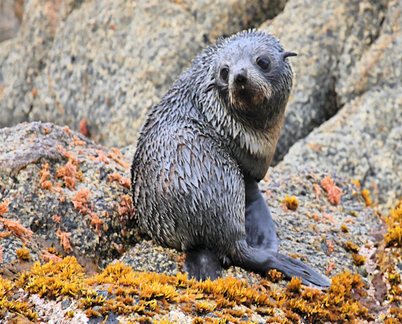 Bounties, NZ Fur Seal_Arctocephalus forsteri