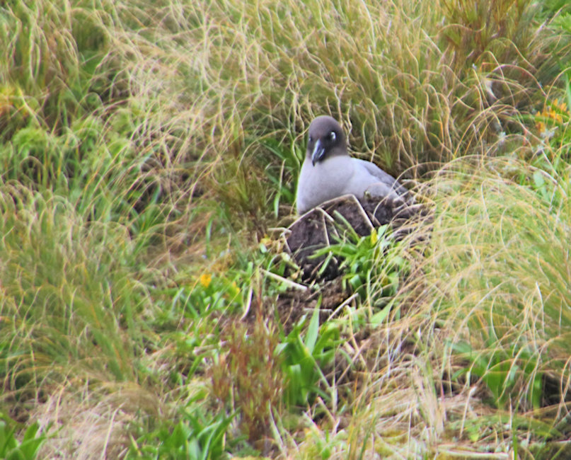 Campbell Island, Dark Mantled Sooty Albatross - Phoebetria fusca