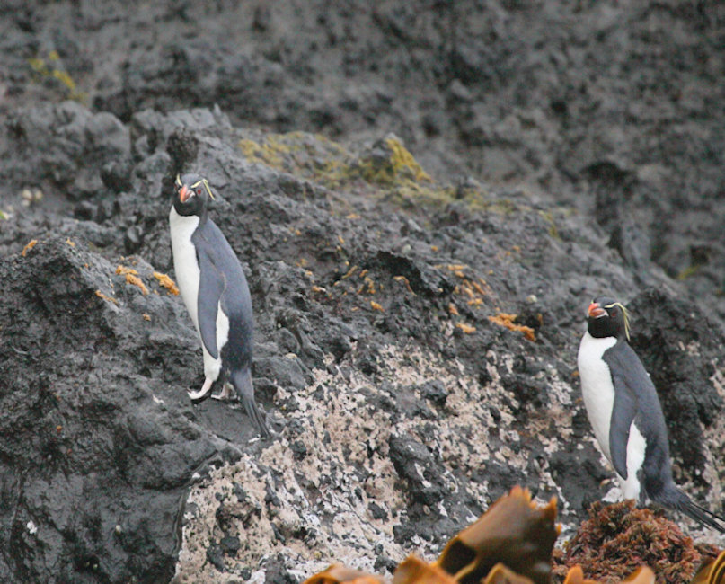 Main Auckland Island, New Zealand - Southern Rockhopper Penguin - Eudyptes chrysocome