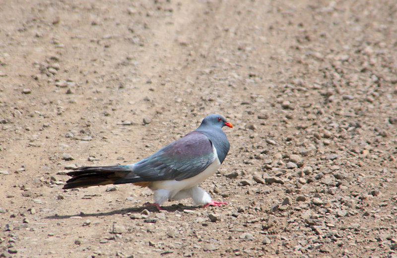 Pigeon, Chatham Island, New Zealand
