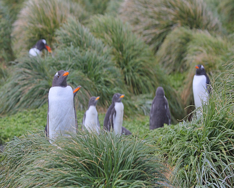Macquarie Island, Gentoo Penguins - Pygoscelis papua