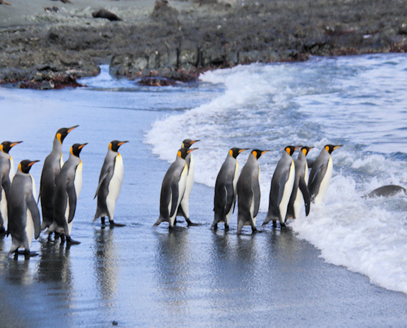 Macquarie Island King Penguin_Aptenodytes patagonicus