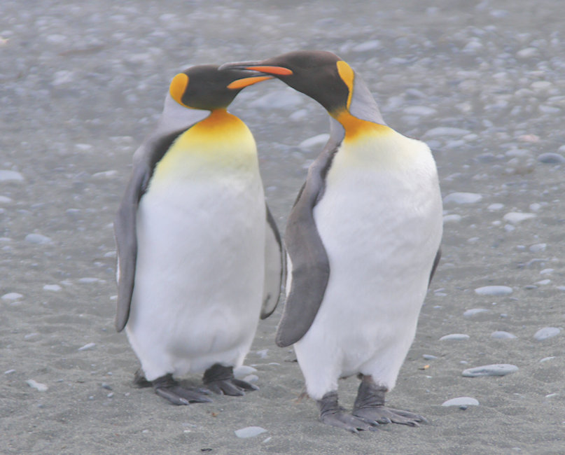 Macquarie Island, King Penguins