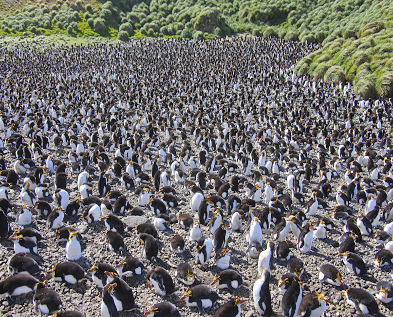Macquarie Island Royal Penguins Eudyptes schlegeli