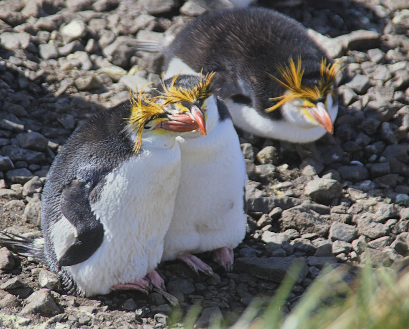 Macquarie Island Royal Penguins Eudyptes schlegeli