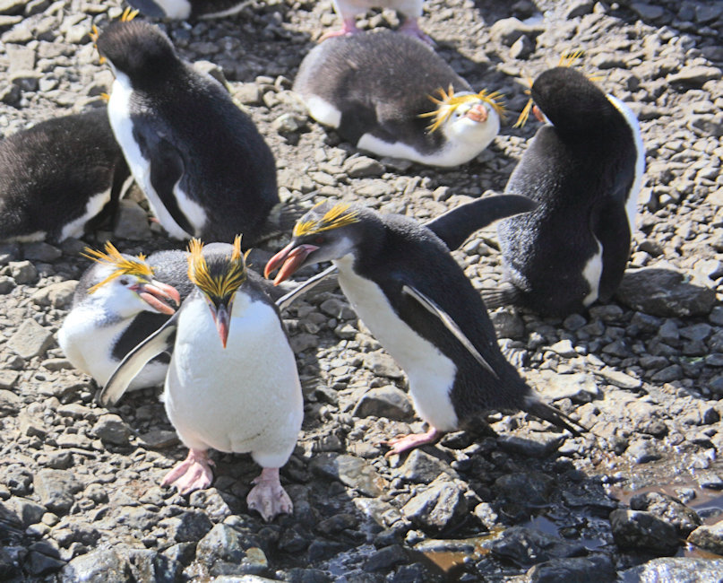 Macquarie Island, Royal Penguins