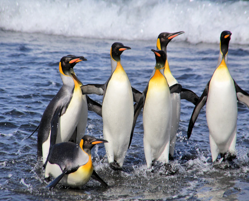  King Penguins