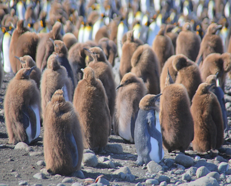 King Penguin Chicks