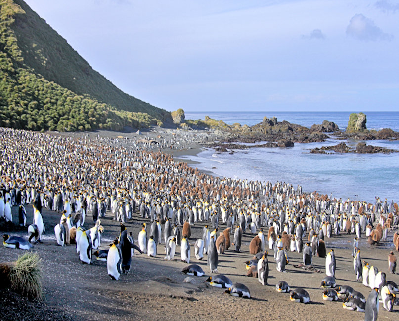 Macquarie Island, King Penguins - Aptenodytes patagonicus