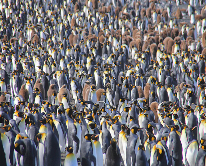 Macquarie Island King Penguins Aptenodytes patagonicus