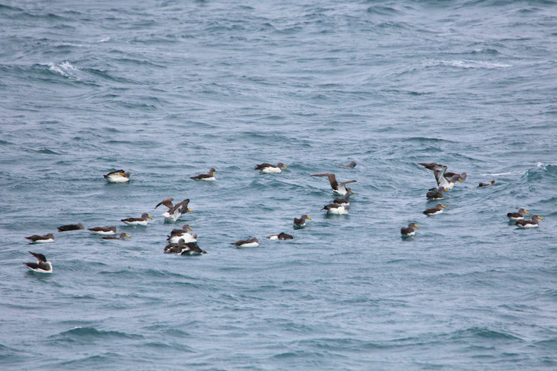 Chatham Island Albatross, New Zealand