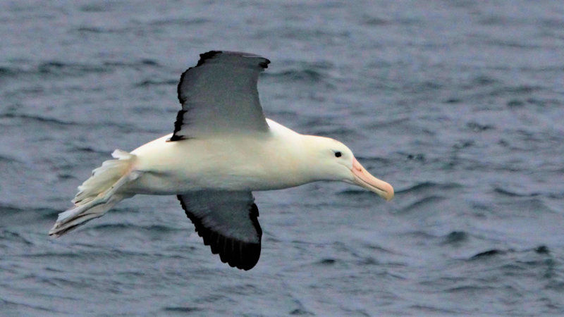 Northern Royal Albatross - Diomedea sanfordi, New Zealand