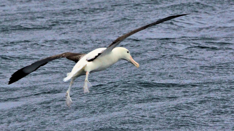 Northern Royal Albatross - Diomedea sanfordi, New Zealand