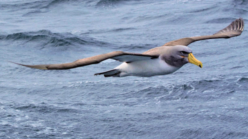 Chatham Island Albatross - Thalassarche eremita