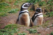 CarcassIs_MagallenicPenguins_4644_m