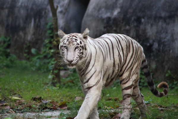 Kolkata Zoo