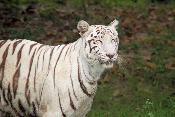 Kolkata Zoo