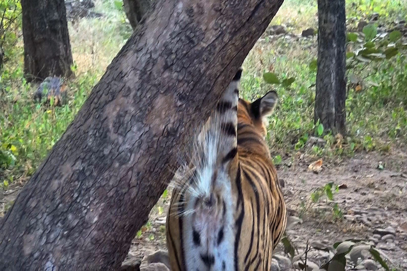 Tiger Spray
