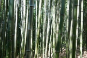 bamboo_DSC04564