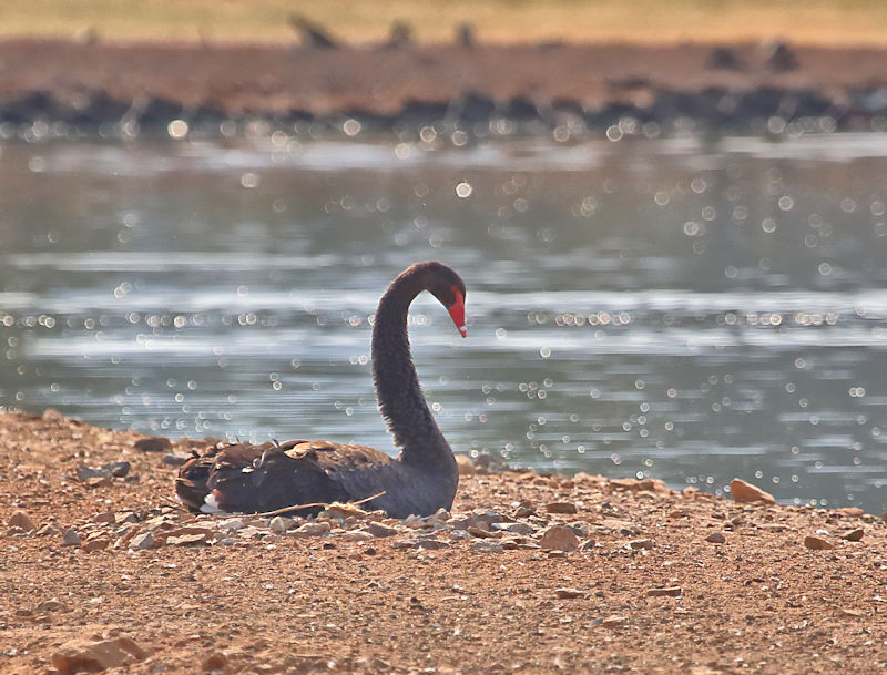 Black Swan, Alice Springs