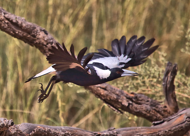 Australian Magpie, Alice Springs Bush Park