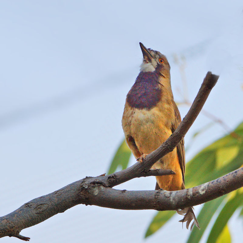 Eastern Whipbird, near Alice Springs