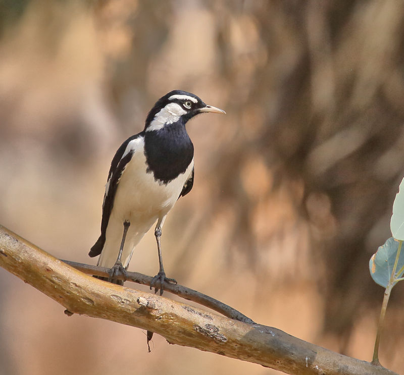 Murray Magpie, Alice Springs