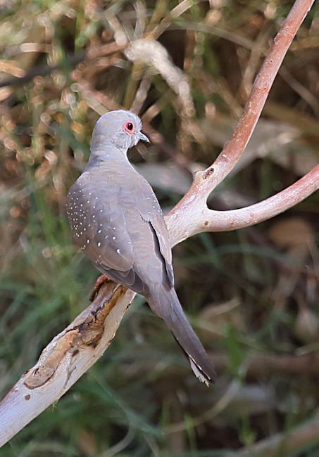 Peaceful Dove, Alice Springs