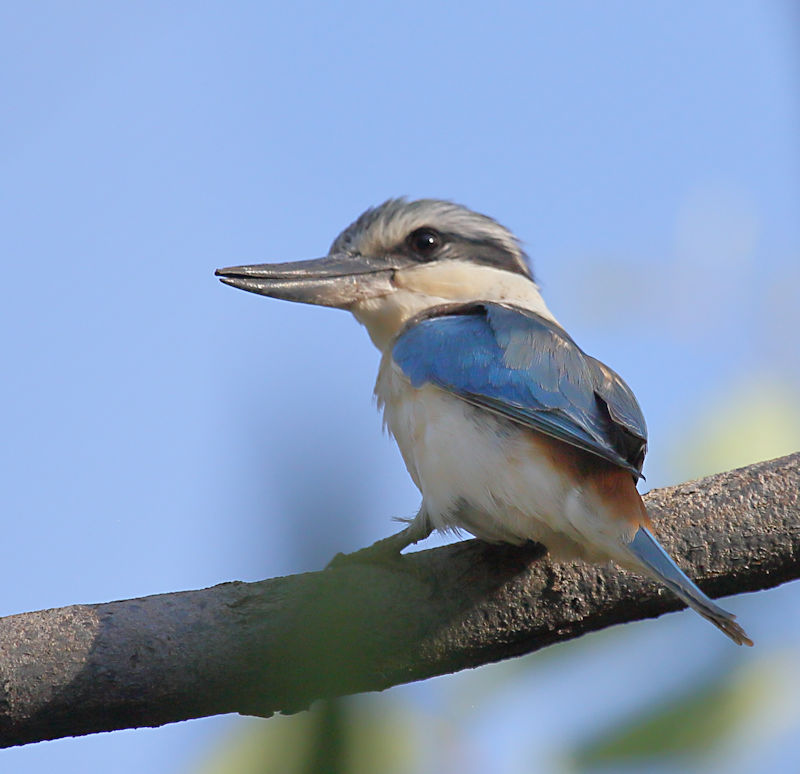 Red-backed Kingfisher, Alice Springs