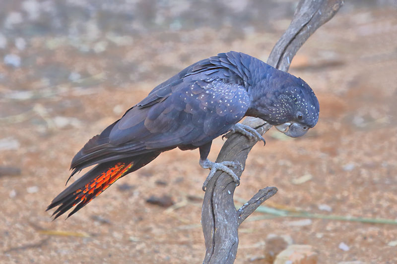 Red-tailed Black Cockatoo, Alice Springs