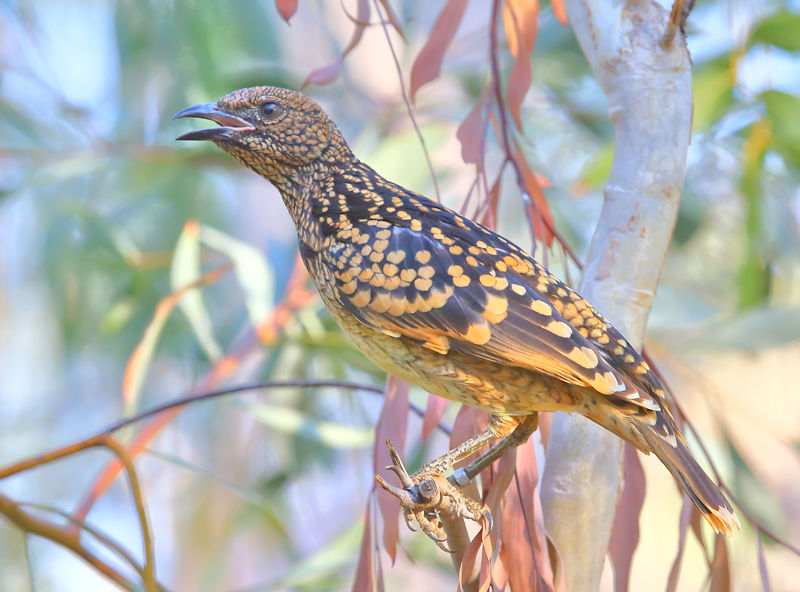 Western Bowerbird, Alice Springs