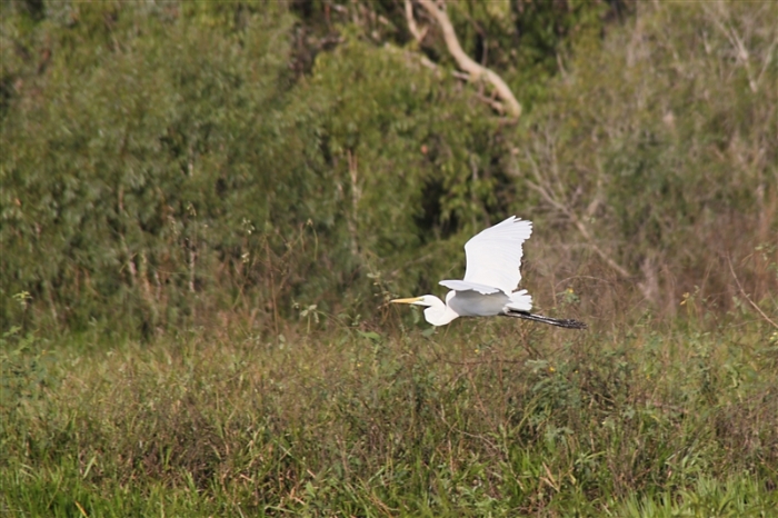 TheChannel_5985_m_3_Egret_800