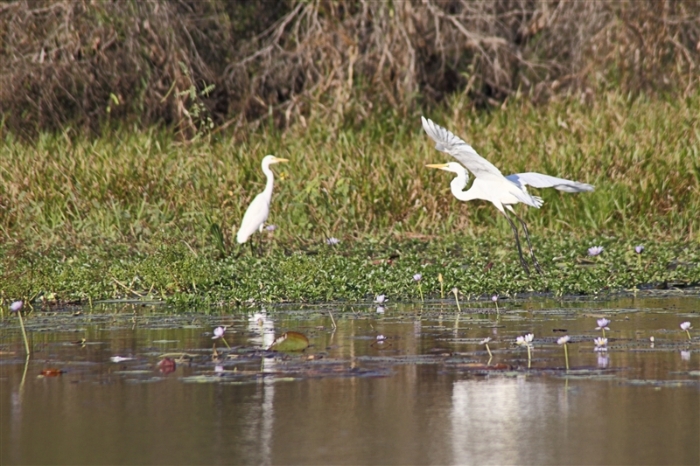 TheChannel_5986_m_3_Egrets_800