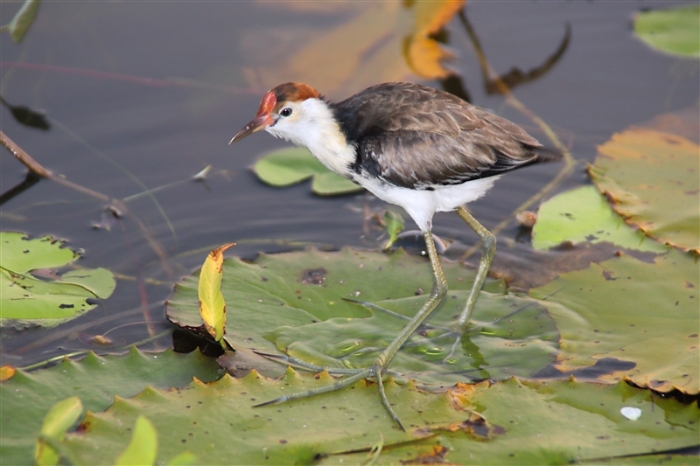 CoopersCreek_Jacana_6167_m_800