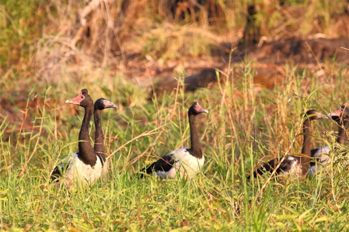 CoopersCreek_MagpieGeese_1297_m_800