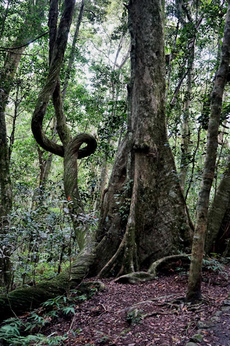 Mt Lamington rainforest