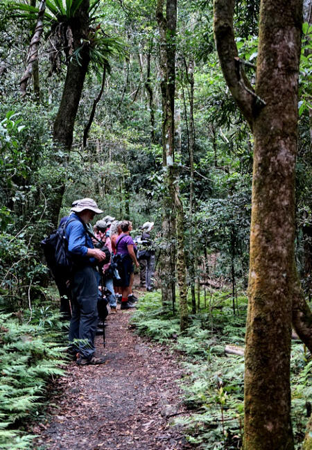 Lamington Rain Forest