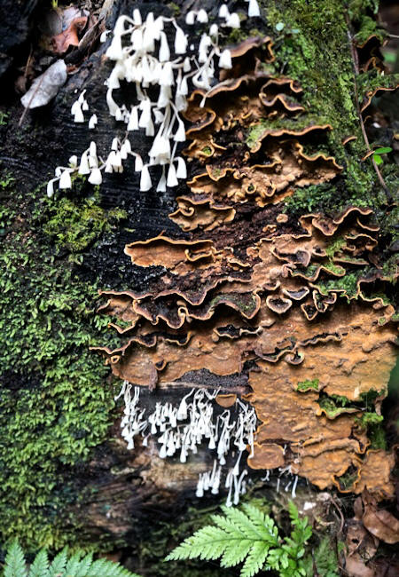 Lamington Rain Forest