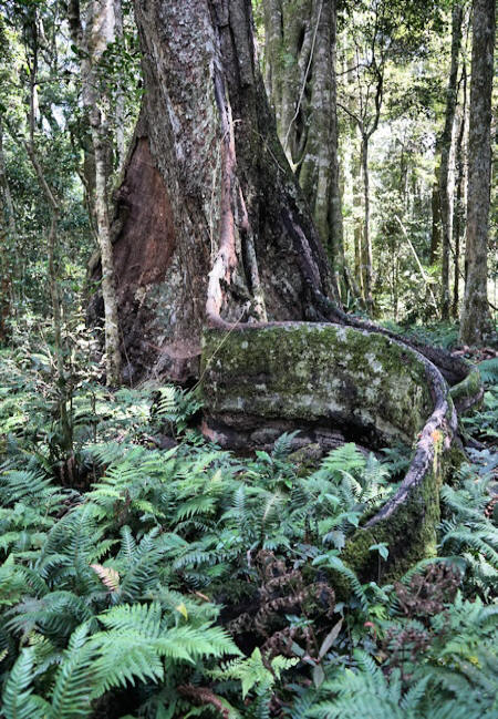 Lamington Rain Forest