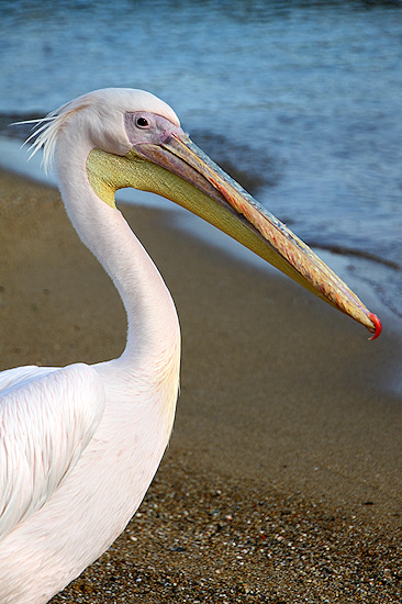 Mykonos_PelicanMascot_0055.jpg