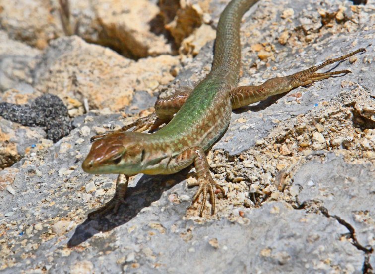 Malta_2340_Gozo_Filfola lizard or Maltese wall lizard_Podarcis filfolensis_mm