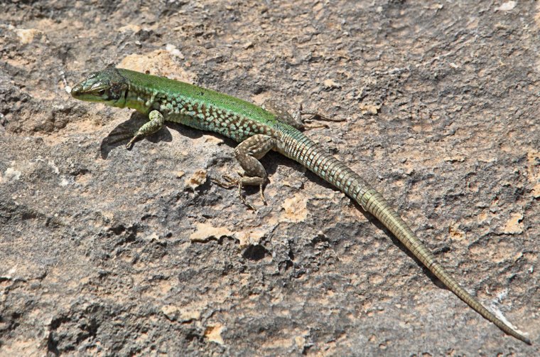 Malta_2370_Gozo_Filfola lizard or Maltese wall lizard_Podarcis filfolensis_m