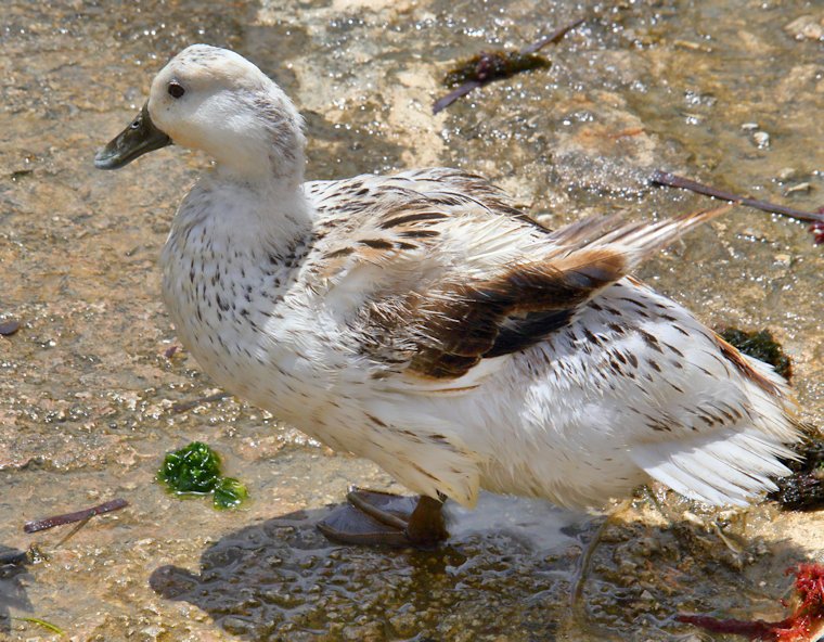 Malta_2372_Gozo_Xlendi Bay_Duck_m