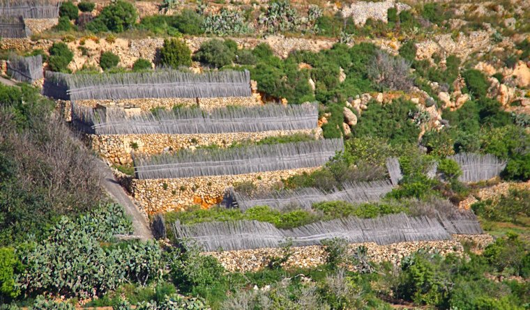 Malta_2442_Gozo_Nadur_Agricultural Terraces and Fencing_m