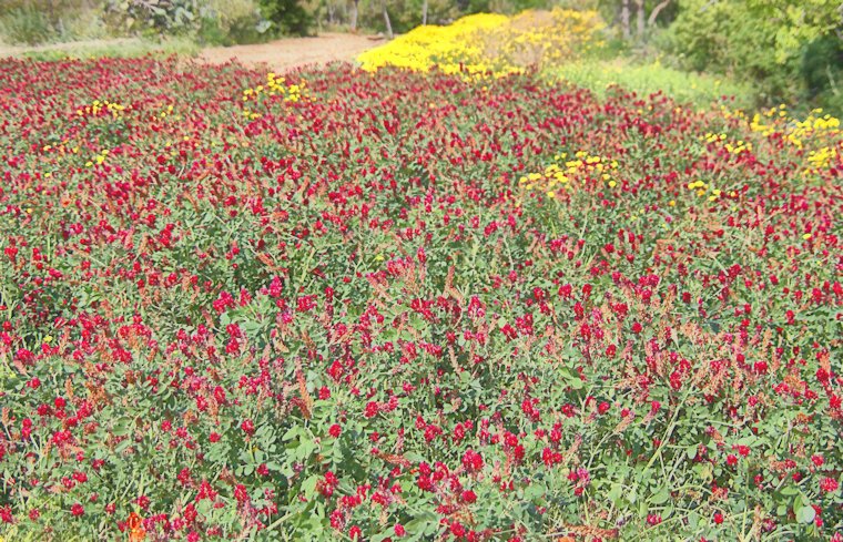 Malta_2506_Gozo_Ggantija Temples_Wildflowers_m