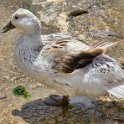 Malta_2372_Gozo_Xlendi Bay_Duck_m