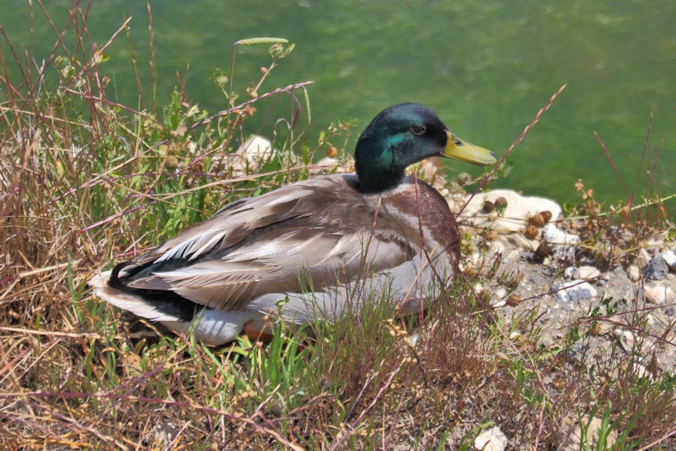 Malta_2726_Salina Nature reserve_Mallard_Anas platyrhynchos_m