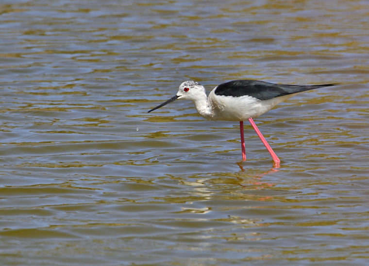 Malta_2846_Black-winged Stilt_Himantopus himantopus_m