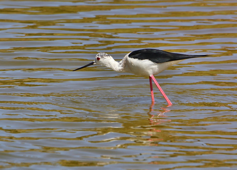 Malta_2851_Black-winged Stilt_Himantopus himantopus_m